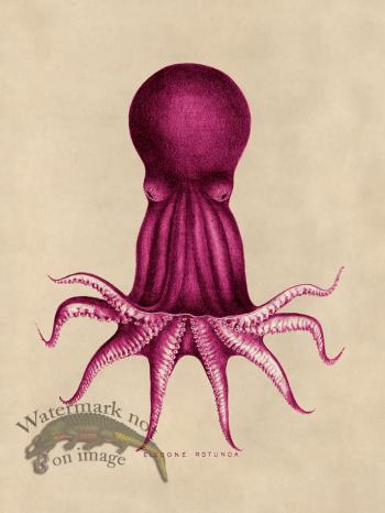 Octopus Pink 08